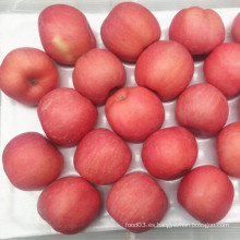 FUJI Apple Blush Color Rojo